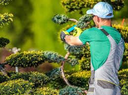 Tree Trimming Service New York